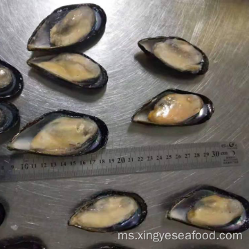 Mussel Kerang Setengah Beku